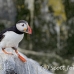 puffin_atlantic_msi_h_1231_can2537.jpg